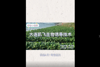病害輕、成熟早、長勢好：東港市小甸子鎮草莓（2022.12.12）