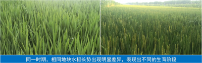 大連凱飛科技助農(nóng)——品種檢測(cè)驗(yàn)真身，“假種子”無所遁形！