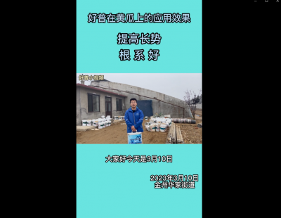 提高長勢、根系好：金州華家街道（2023.3.10）