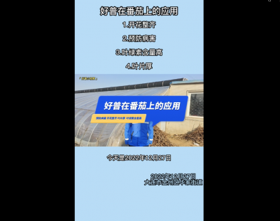 開花整齊、預防病害、葉綠素含量高、葉片厚：大連市金普新區華家街道（2022.12.28）