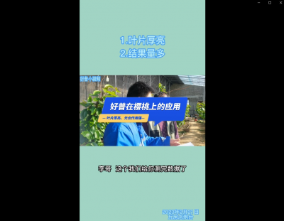 葉片厚亮、結果量多：瓦房店炮臺鎮 （2023.2.21）