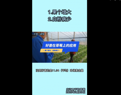 果個增大、白粉病少：莊河太平嶺（2023.2.28）