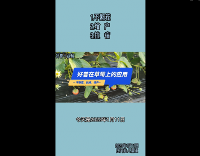 不斷茬、增產(chǎn)、抗?。和叻康晗扇硕矗?023.1.11）