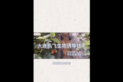 不斷茬、果沉、病害輕：東港市馬家店鎮(zhèn) （2022.12.21）