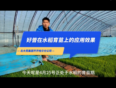 促進(jìn)根系生長(zhǎng)、提高葉片功能、保證葉齡處于正常狀態(tài)：齊齊哈爾（2023.4.25）
