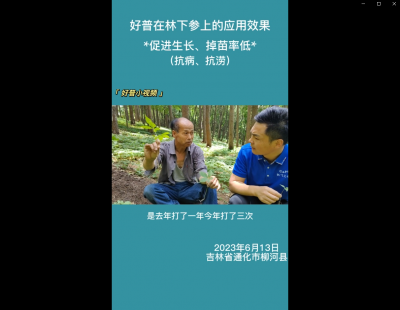 促進(jìn)生長(zhǎng)、掉苗率低:通化市柳河縣(2023.6.13）