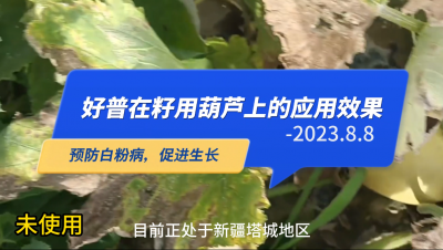 預(yù)防白粉病、促進(jìn)生長:新疆塔城市（2023.8.8）