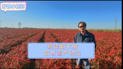好普在新疆朝天椒上測產(chǎn)紀(jì)實(shí)（2023.10.19）